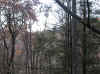 Photo19woods_600.jpg (419742 bytes)
